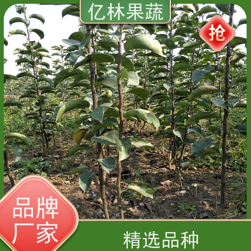 基地供应 油桃苗 园林绿化果树苗 抗寒能力强 果实饱满味道好