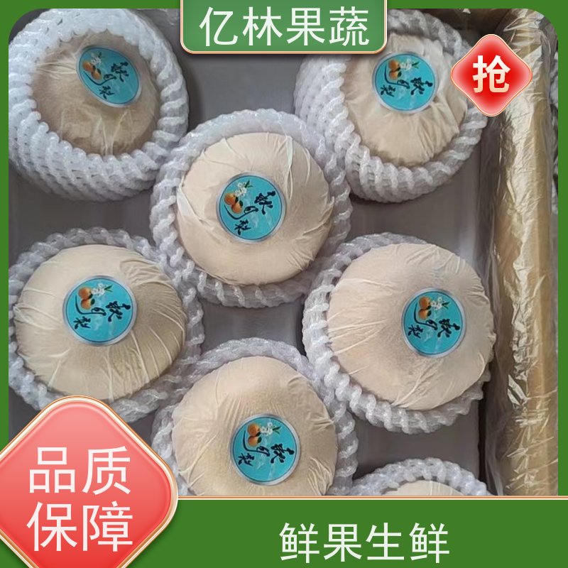 基地培育 油桃苗 新品种挑苗 香甜可口 根系饱满成活率高