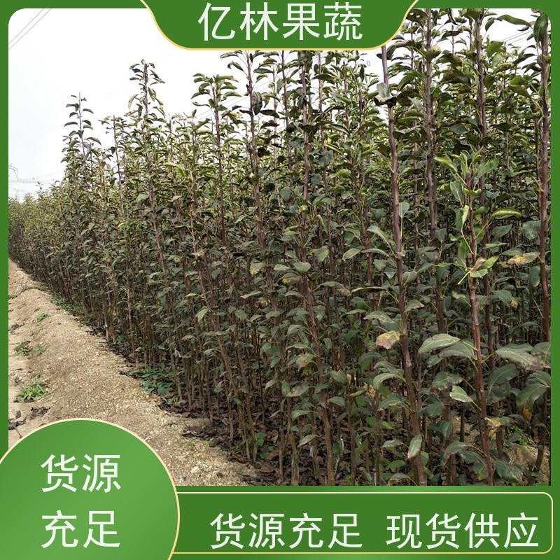 基地供应 园林嫁接桃苗 果树苗批发 当年结果 成活率高