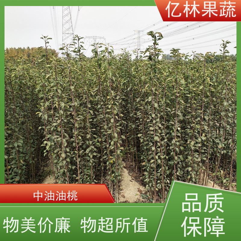 亿林苗木 中华玉梨树苗 根系饱满成活率高 南北方种植 香酥梨果树