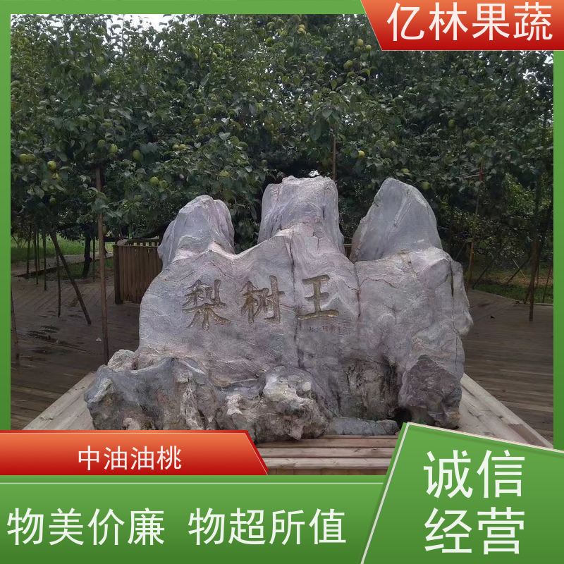 亿林苗木 玉露香梨树苗 根系饱满成活率高 三公分现挖现发 品种齐全