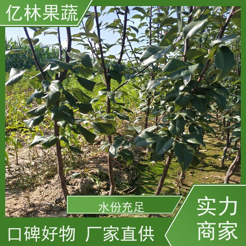 基地培育 冬桃苗 现挖现发 口感香甜 果实饱满味道好