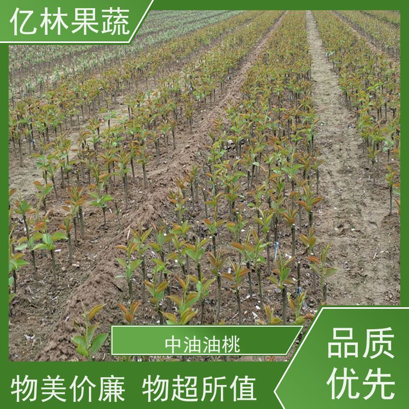 亿林苗木 果实饱满味道好 新品种梨苗 香甜可口 中秋红梨树苗