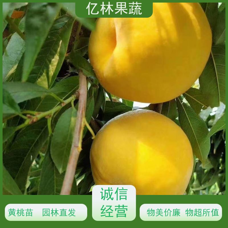 基地供应 油桃苗 园林绿化果树苗 抗寒能力强 果实饱满味道好