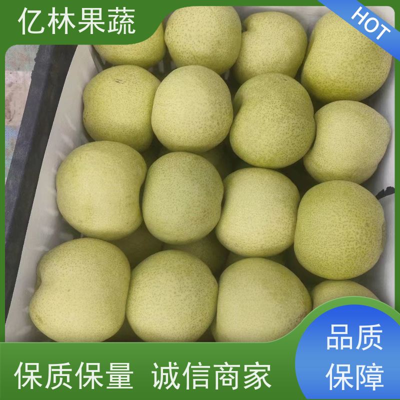 亿林苗木 黄桃苗 嫁接技术指导 抗寒能力强 果实饱满味道好