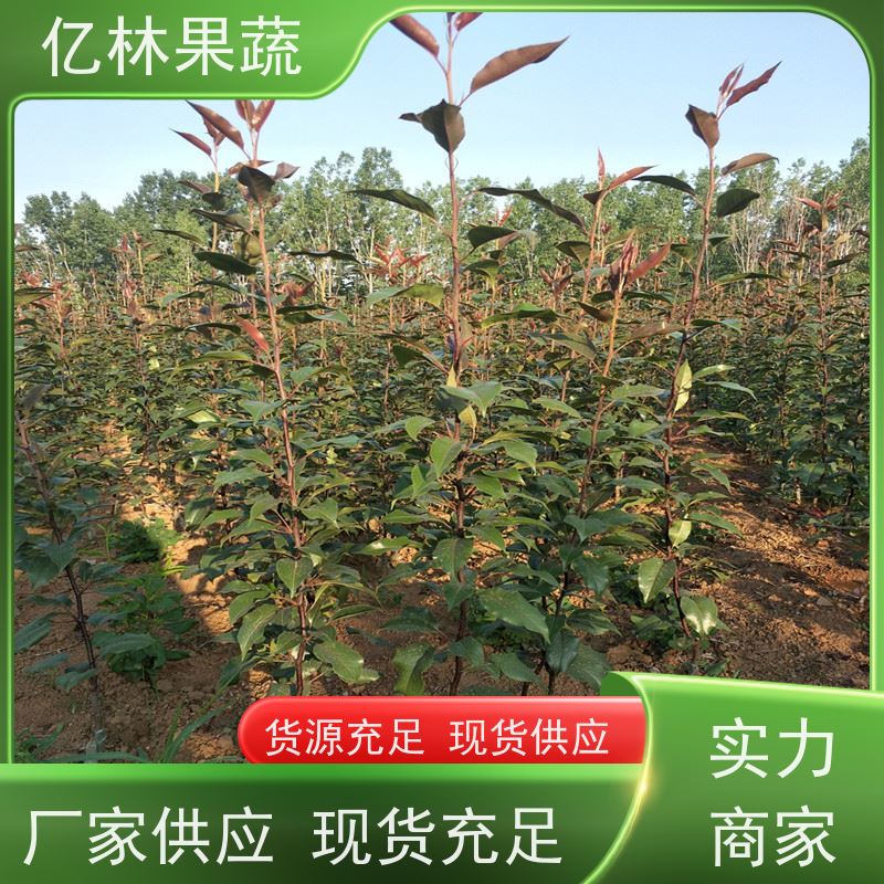 亿林苗木 玉露香梨树苗 根系饱满成活率高 嫁接技术指导 抗寒能力强