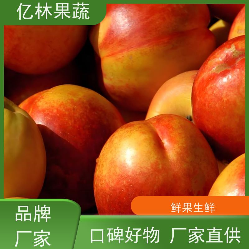 亿林苗木 基地培育 新农酥梨 现挖现发 丰水梨树苗