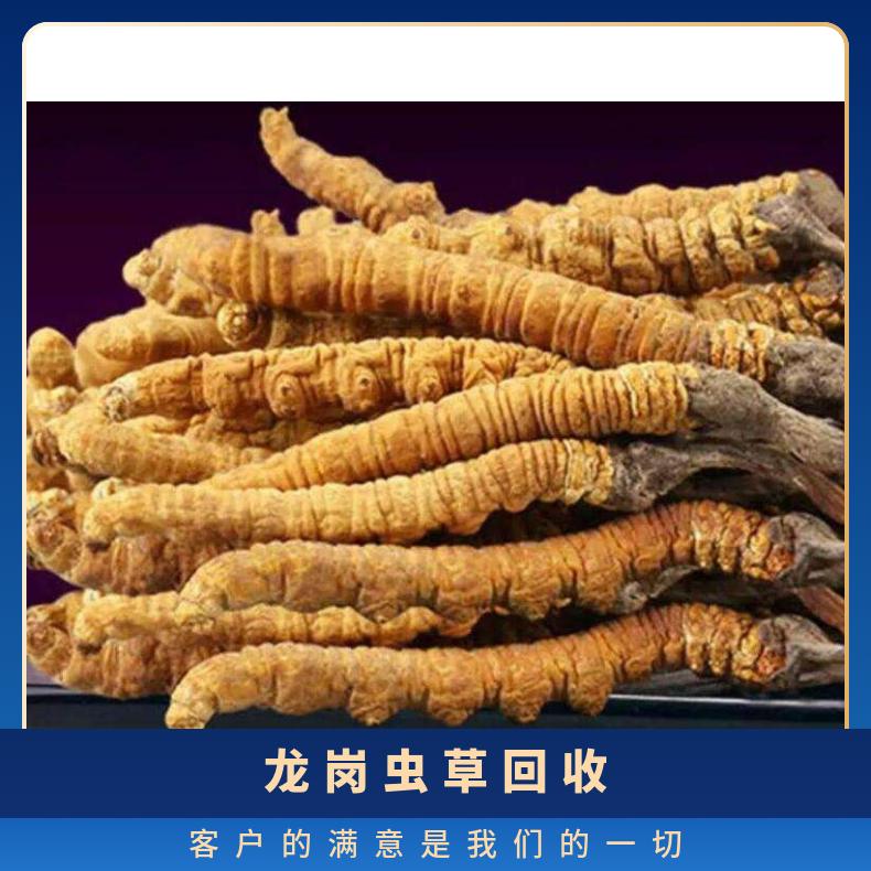 龙岗虫草回收行情走势分析 附近实体档口老板收购
