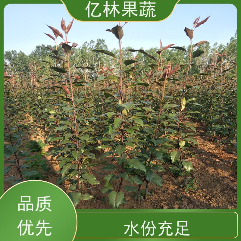 基地供应 果实饱满味道好 晚熟品种梨 口感脆甜 嫁接梨树苗