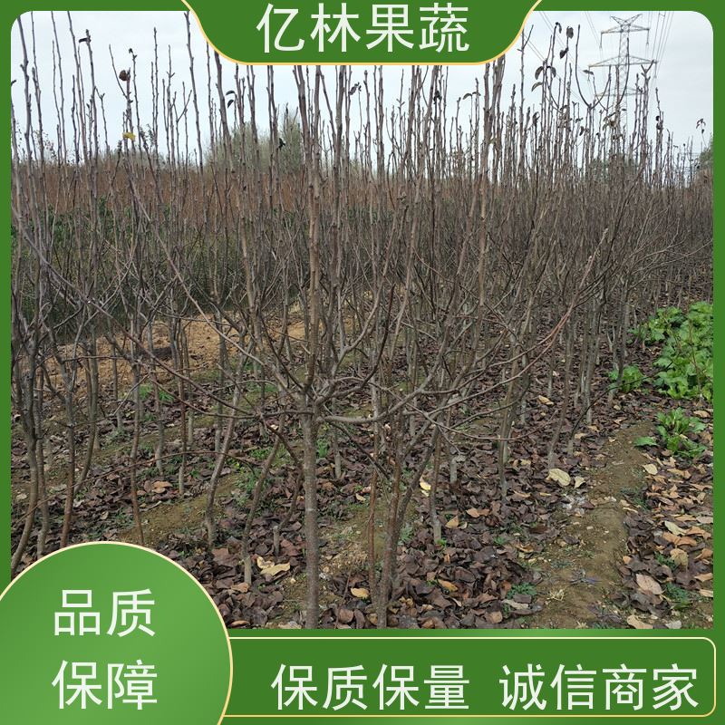 亿林苗木 黄桃苗 盆栽地栽庭院桃树苗苗 基地直发