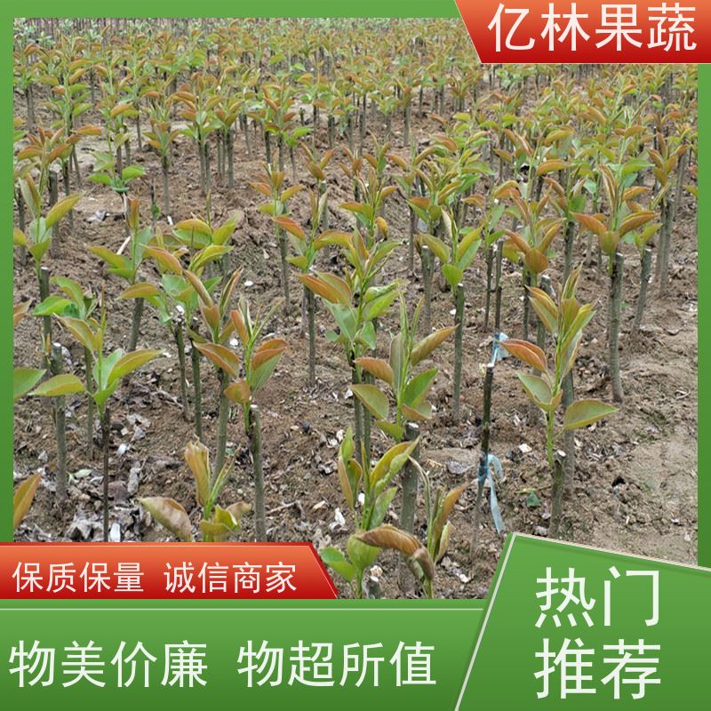 亿林苗木 嫁接梨树苗 成活率高 黄尊蜜梨 口感香甜