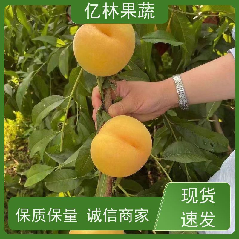 亿林苗木 基地直发 三公分现挖现发 品种齐全 红星梨树苗