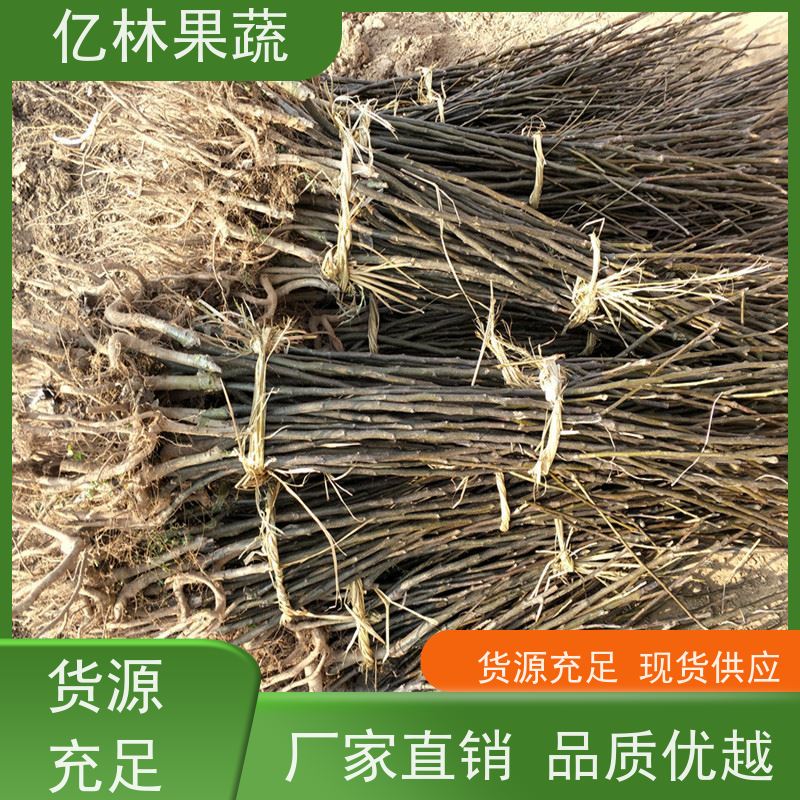 基地供应 秋彤桃 新品种挑苗 香甜可口 成活率高