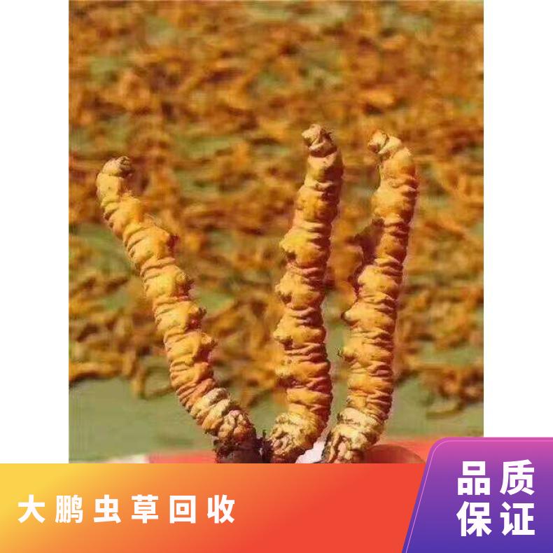 大鹏虫草回收商家地址 行情价格 附近档口24小时在线