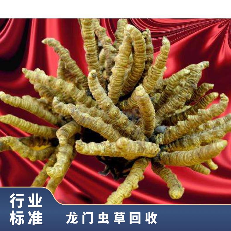 龙门虫草回收行情分析 实体门店24小时上门收购