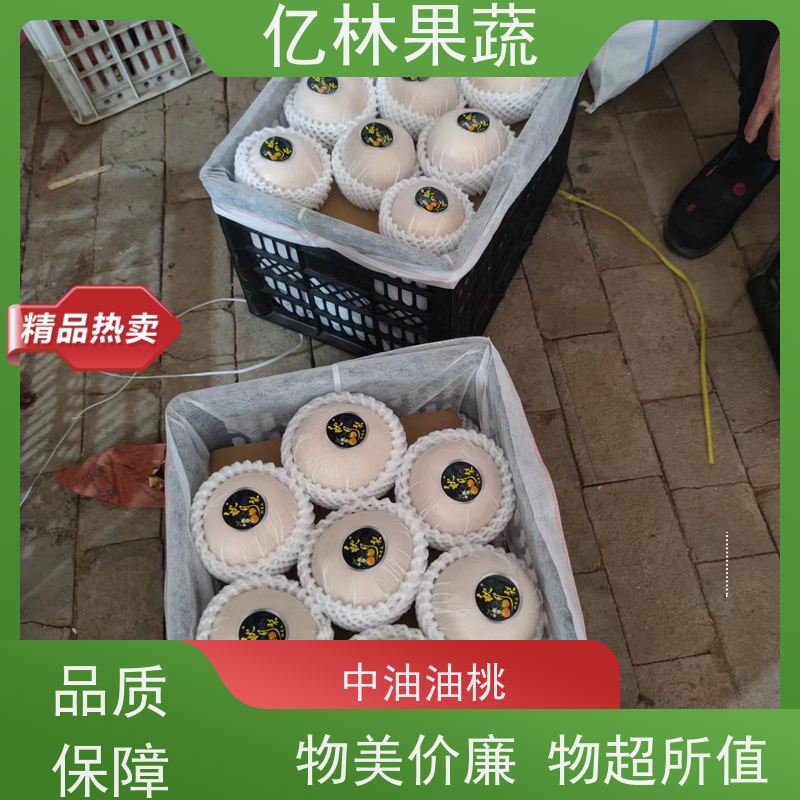 基地供应 丰水梨树苗 成活率高 盆栽地栽庭院红香酥梨苗