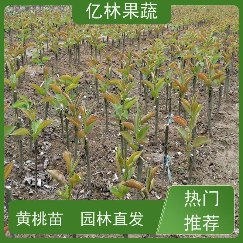 基地供应 秋彤桃 三公分现挖现发 品种齐全 果实饱满味道好