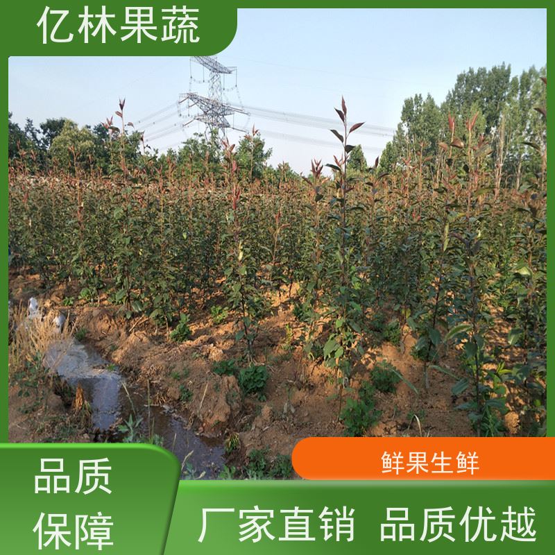 基地供应 冬桃苗 新品种挑苗 香甜可口 根系饱满成活率高