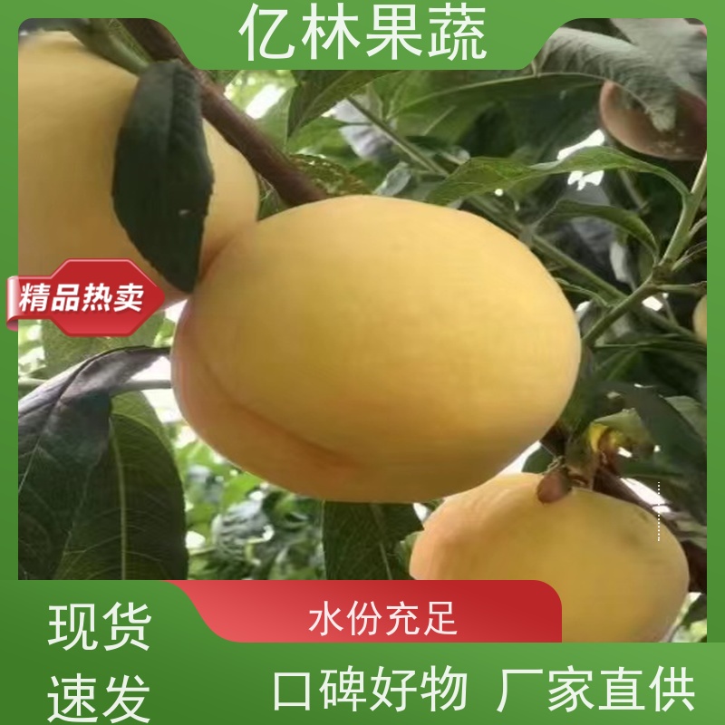 基地培育 油桃苗 桃树果苗批发 自家园林 成活率高