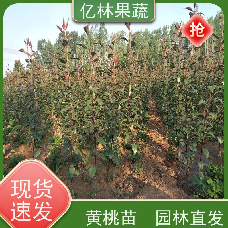 亿林苗木 冬桃苗 新品种挑苗 香甜可口 果实饱满味道好