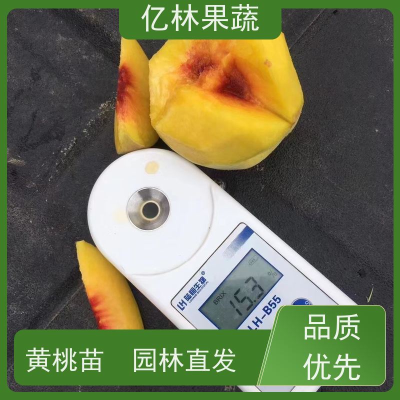基地供应 黄桃苗 晚熟品种桃 口感脆甜 果实饱满味道好