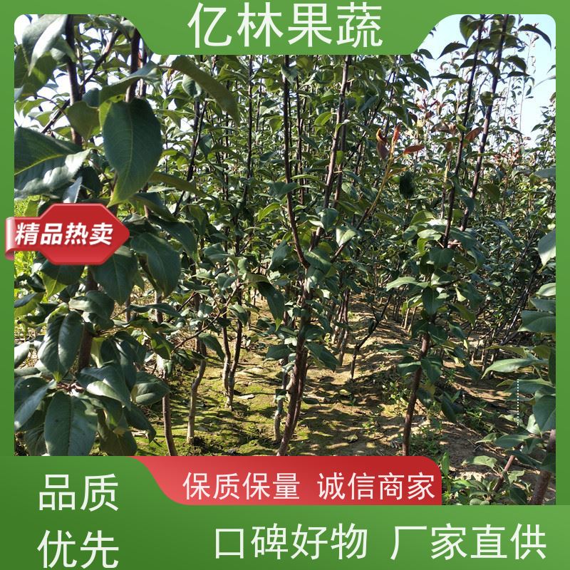 基地供应 冬桃苗 园林绿化果树苗 抗寒能力强 成活率高