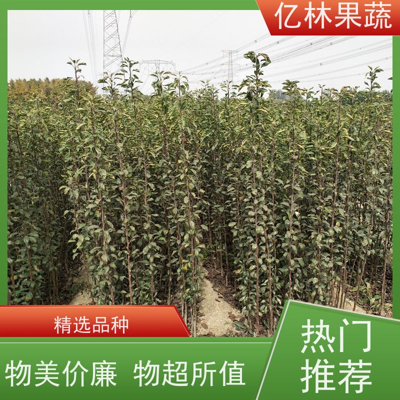 基地供应 玉露香梨树苗 成活率高 特产果树梨幼苗