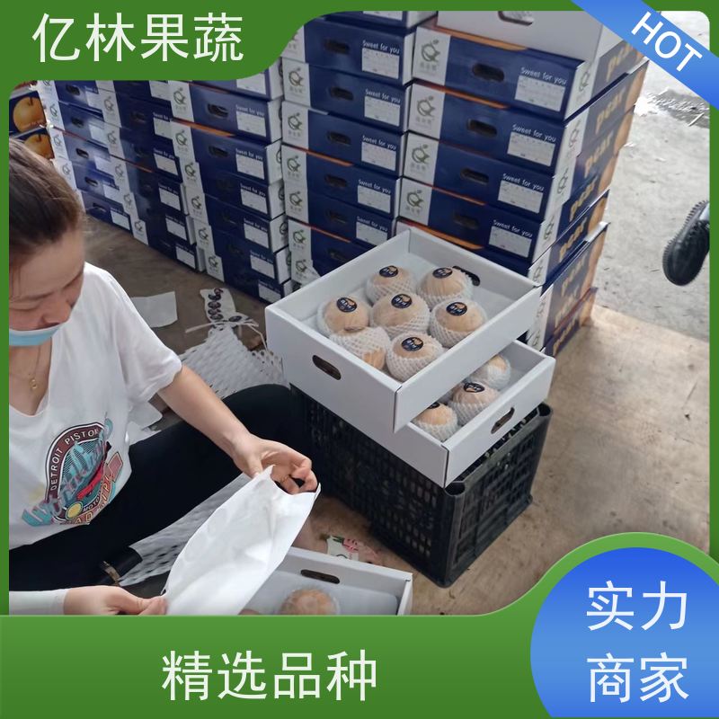 基地培育 秋彤桃 三公分现挖现发 品种齐全 成活率高