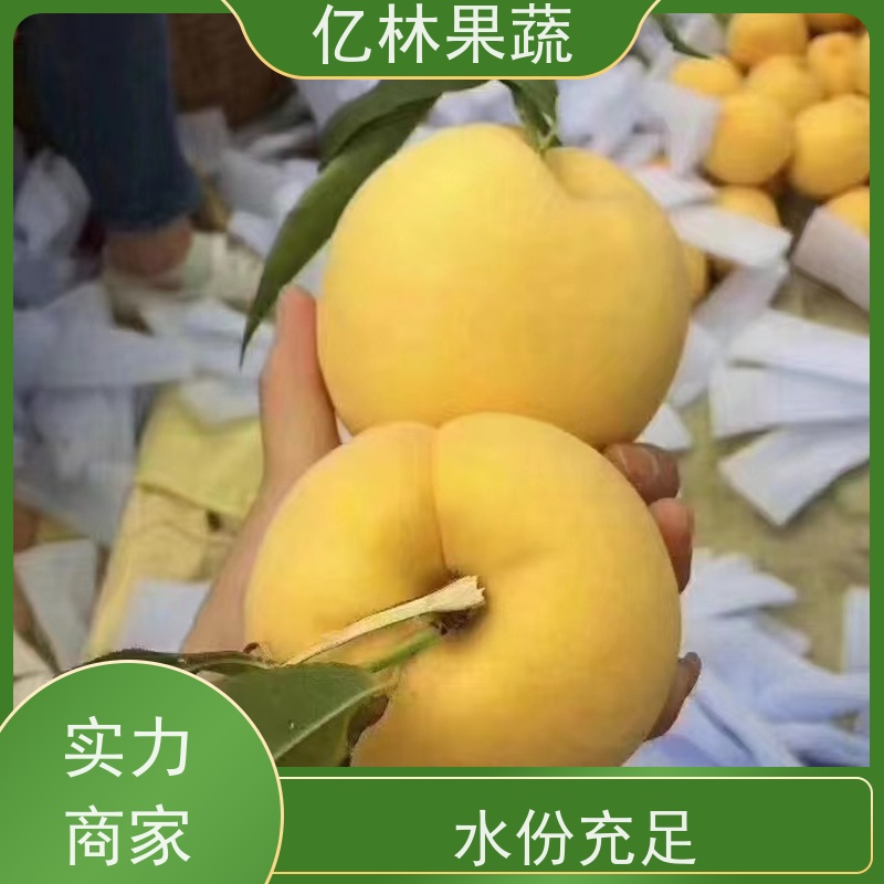 基地供应 根系饱满成活率高 三公分现挖现发 品种齐全 黄金梨树苗
