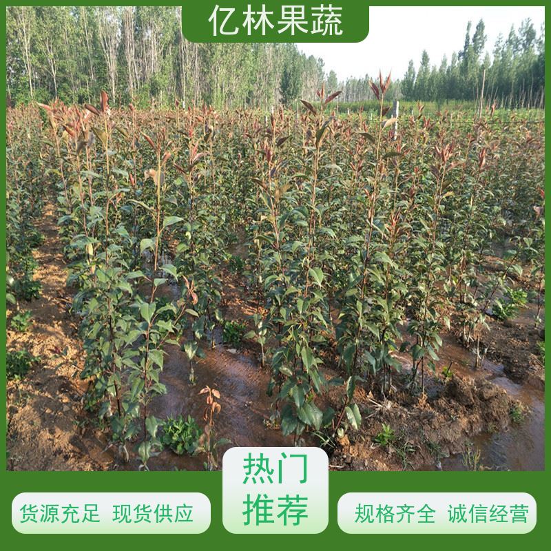 基地供应 玉露香梨树苗 果实饱满味道好 新农酥梨 现挖现发