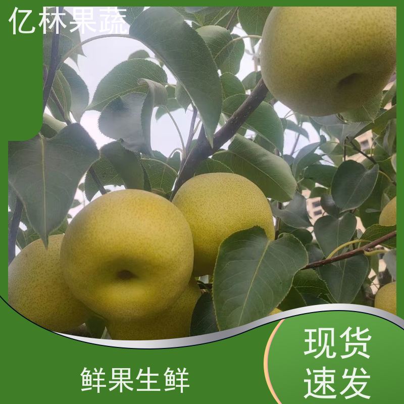 亿林苗木 果实饱满味道好 三公分现挖现发 品种齐全 山农酥梨树苗