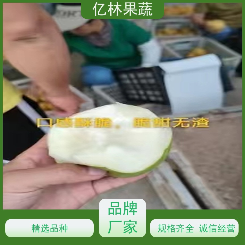 基地供应 中华玉梨树苗 成活率高 嫁接技术指导 抗寒能力强