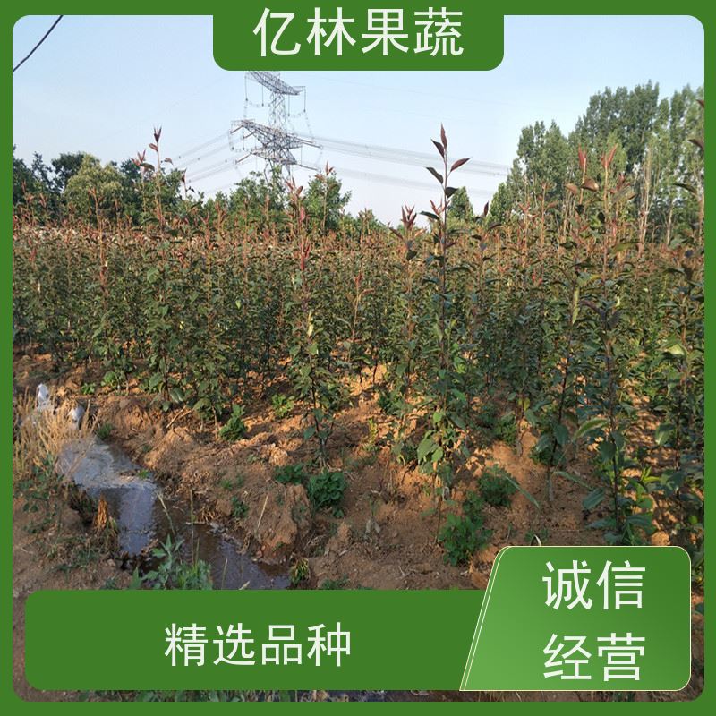 亿林苗木 园林嫁接桃苗 盆栽地栽庭院桃树苗苗 根系饱满成活率高