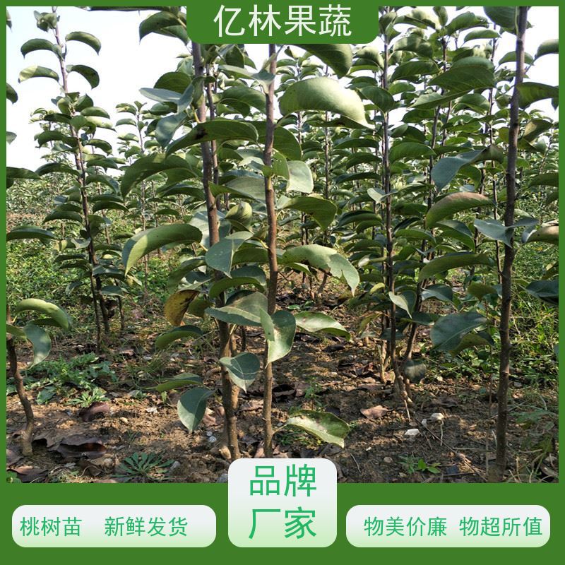 亿林苗木 红早酥梨树苗 成活率高 新品种梨苗 香甜可口