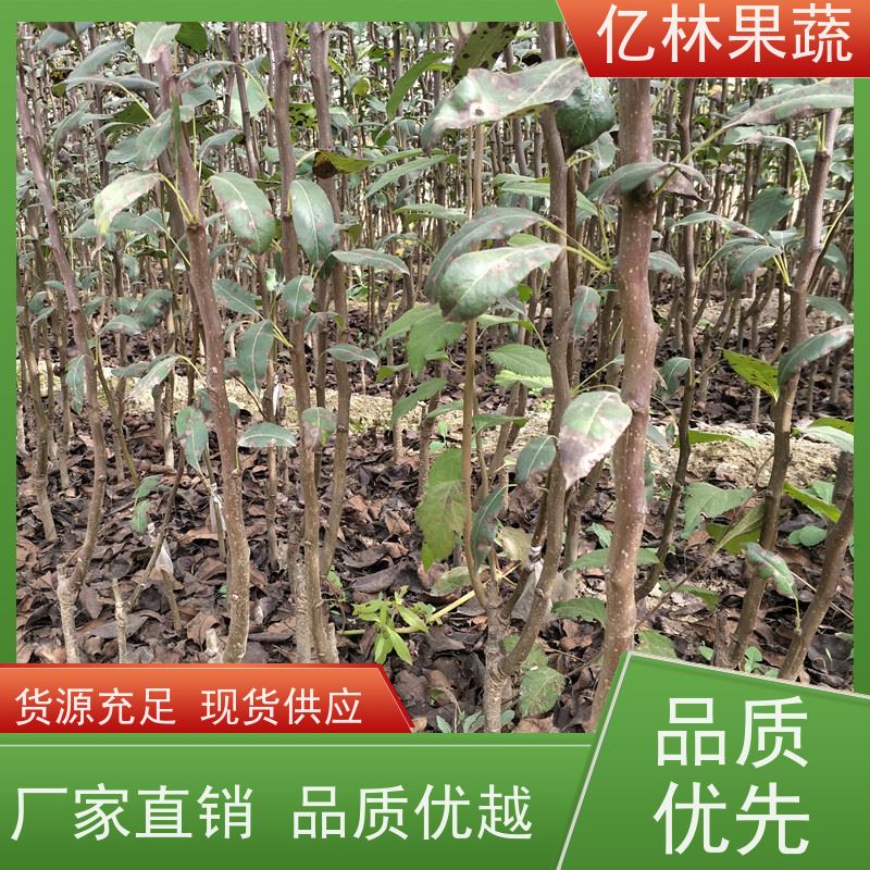 基地供应 果实饱满味道好 三公分现挖现发 品种齐全 红巴梨树苗