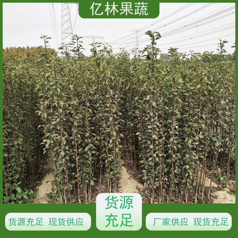 基地供应 冬桃苗 果树苗批发 当年结果 根系饱满成活率高