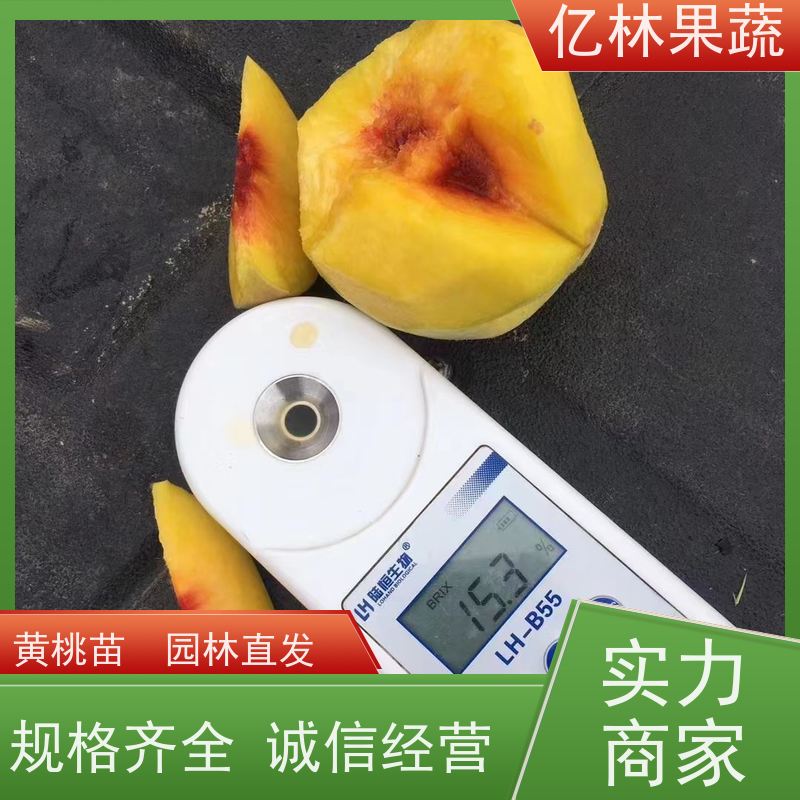 亿林苗木 冬桃苗 桃树果苗批发 自家园林 根系饱满成活率高
