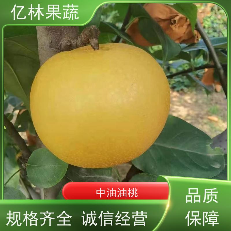亿林苗木 红早酥梨树苗 成活率高 三公分现挖现发 品种齐全