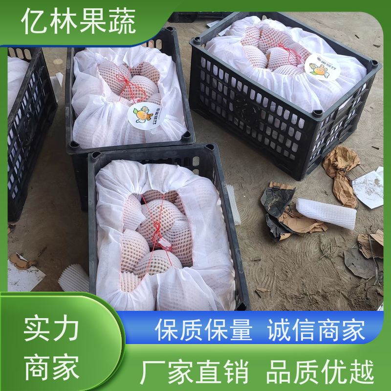 基地培育 根系饱满成活率高 新品种梨苗 香甜可口 水晶梨树苗