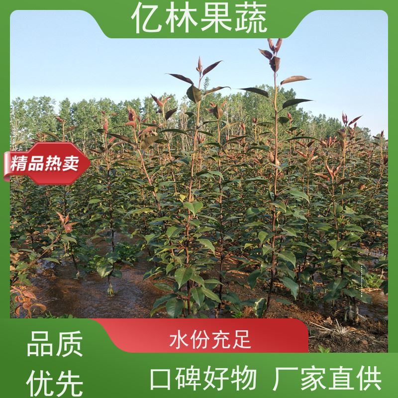 基地培育 黄桃苗 现挖现发 口感香甜 果实饱满味道好
