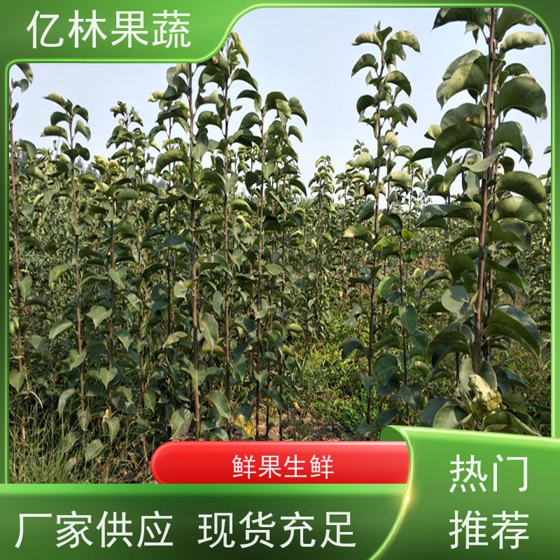 基地供应 桃树苗 现挖现发 口感香甜 果实饱满味道好