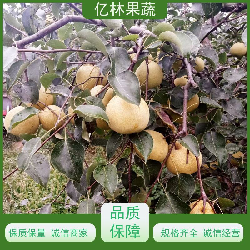 亿林苗木 果实饱满味道好 南北方种植 香酥梨果树 早酥红梨苗
