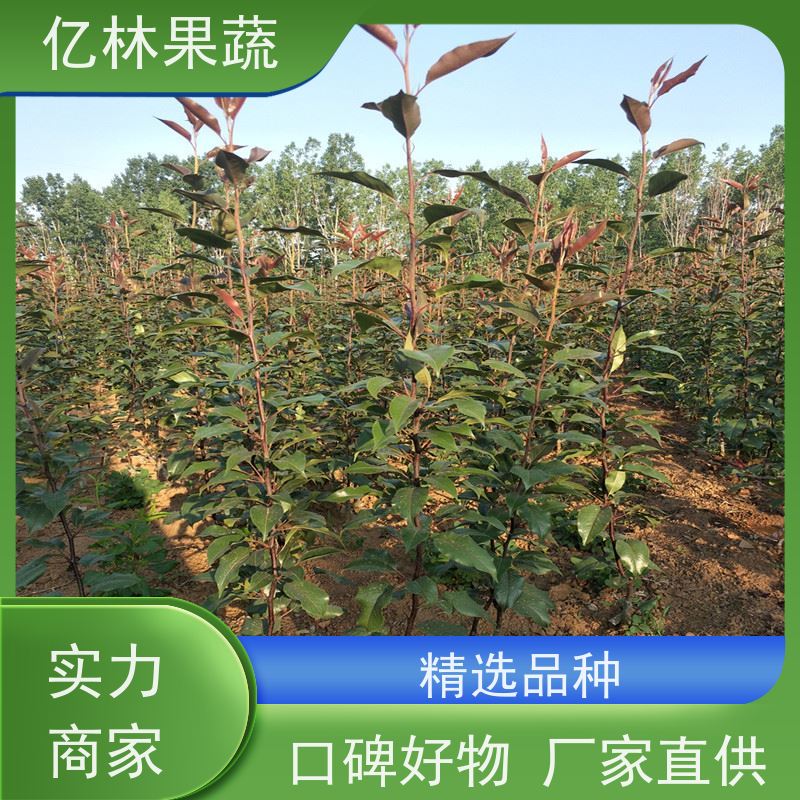 亿林苗木 早酥红梨苗 果实饱满味道好 梨树苗种植技术