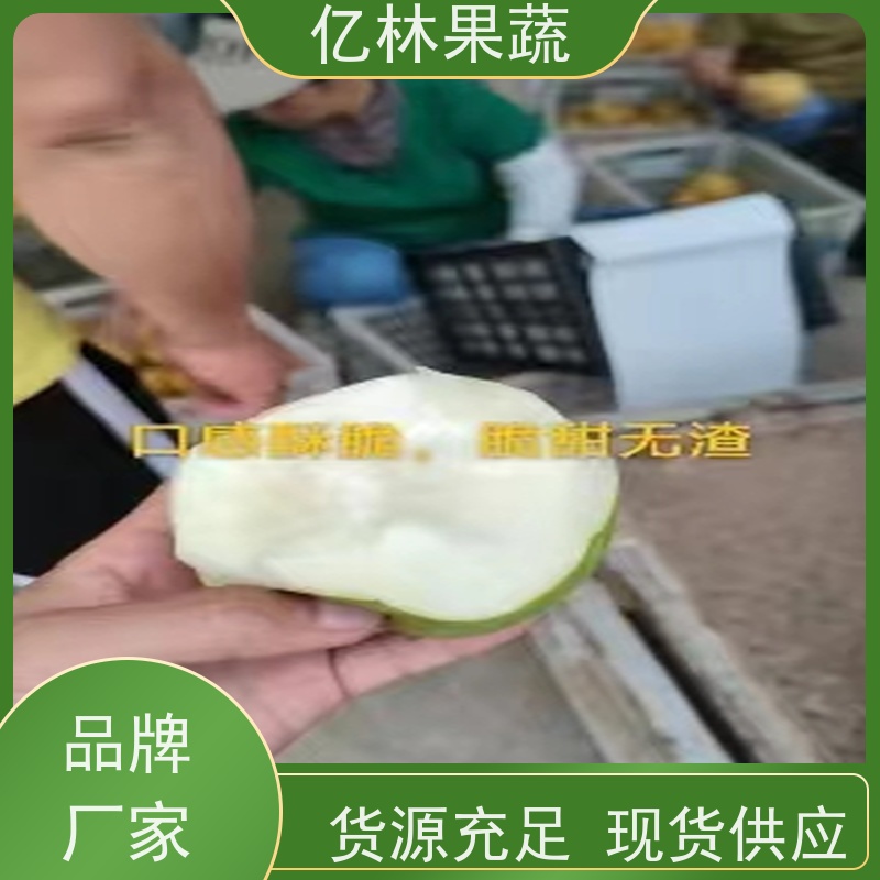 基地培育 奥红梨树苗 成活率高 新品种梨苗 香甜可口