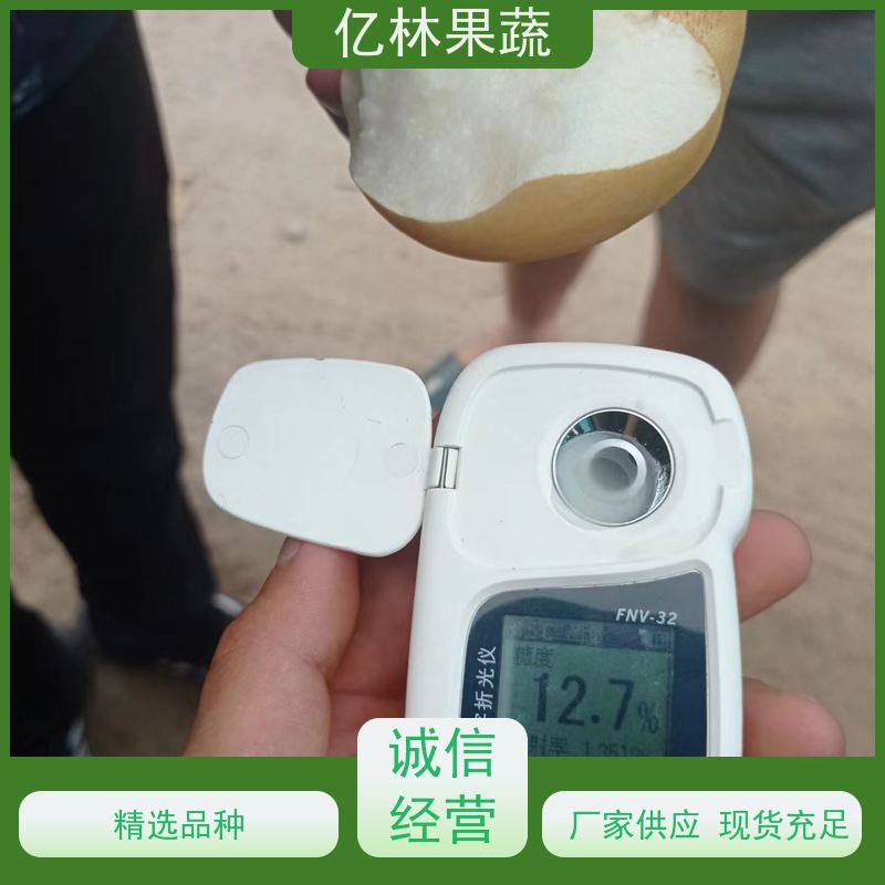 基地培育 油桃苗 新品种挑苗 香甜可口 成活率高