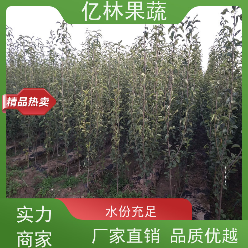 亿林苗木 根系饱满成活率高 新农酥梨 现挖现发 圆黄梨树苗