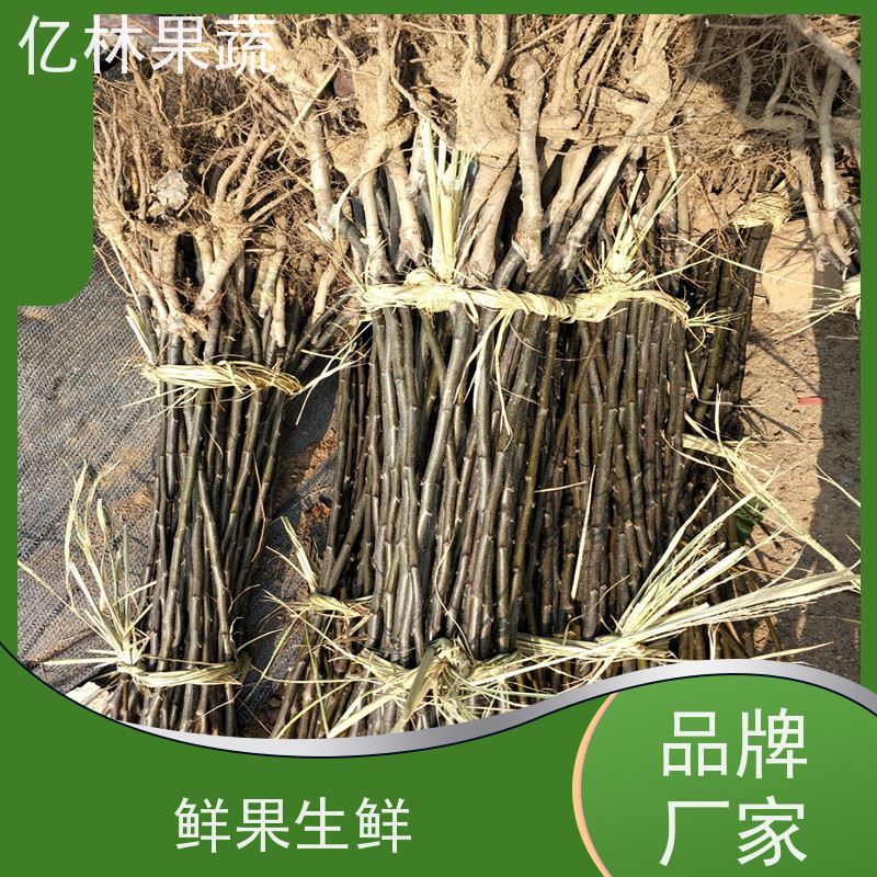 亿林苗木 冬桃苗 桃树果苗批发 自家园林 果实饱满味道好
