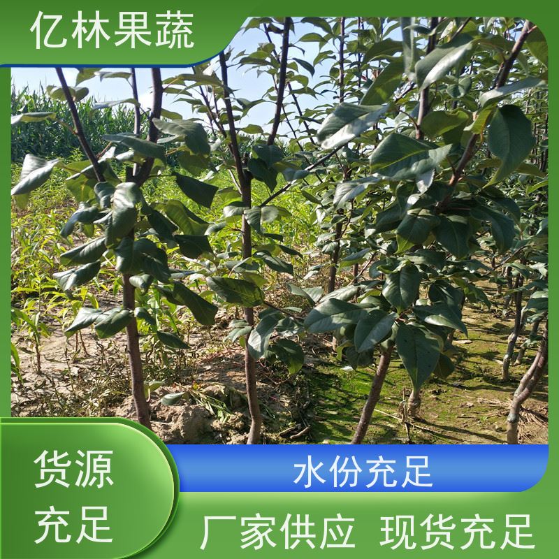 基地供应 园林嫁接桃苗 特产果树桃幼苗 果实饱满味道好