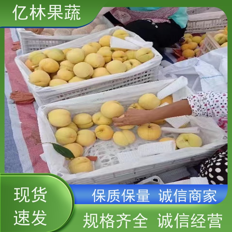 基地供应 冬桃苗 三公分现挖现发 品种齐全 成活率高