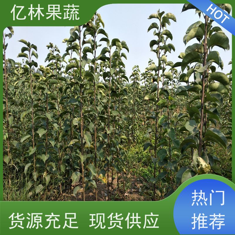 亿林苗木 八盘梨树苗 基地培育 晚熟品种梨 口感脆甜